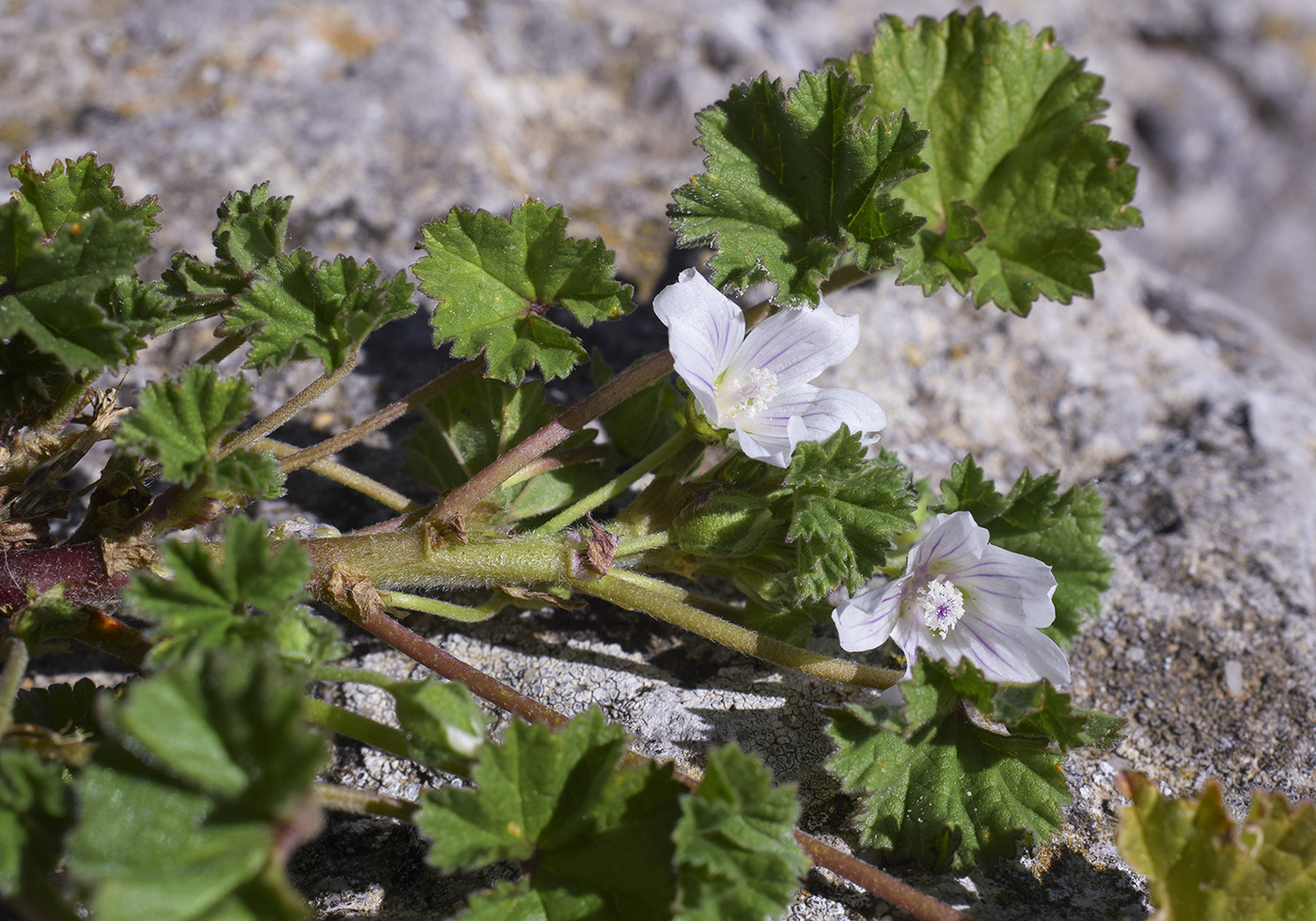 Изображение особи Malva neglecta.