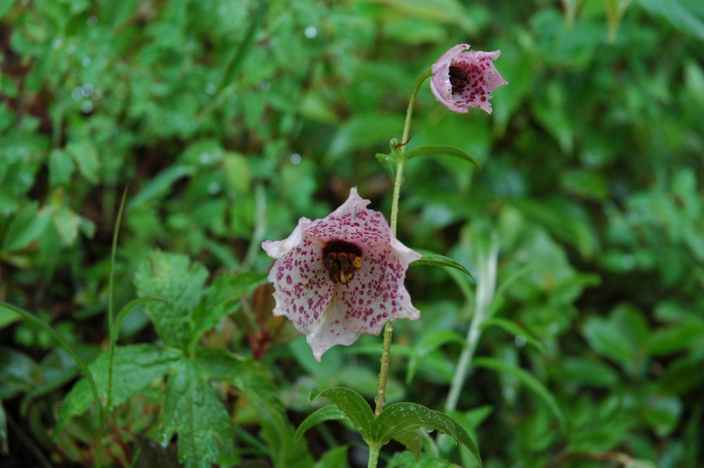 Изображение особи Nomocharis pardanthina.