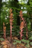 Orobanche laxissima