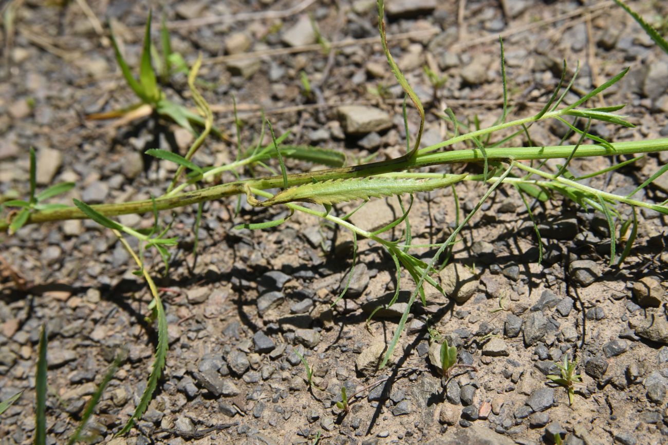 Image of Achillea ptarmicifolia specimen.