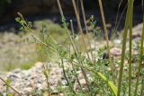Ferula transiliensis