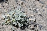 Erigeron amorphoglossus. Цветущее растение с кормящейся бабочкой. Таджикистан, Горно-Бадахшанская автономная обл., Рушанский р-н, хр. Музкол, Сарезское оз., Усойский завал, скопление мелкозёма среди крупноглыбового обломочного материала. 29 июня 2024 г.