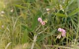 Lathyrus sylvestris. Верхушка побега с цветками. Ростовская обл., Октябрьский р-н, окр. станицы Красюковская, пойма р. Грушевка, у основания правого коренного берега, среди кустарников. Июль 2006 г.