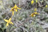 Clematis tangutica