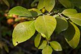 genus Salix