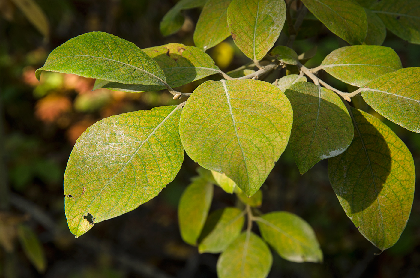 Image of genus Salix specimen.