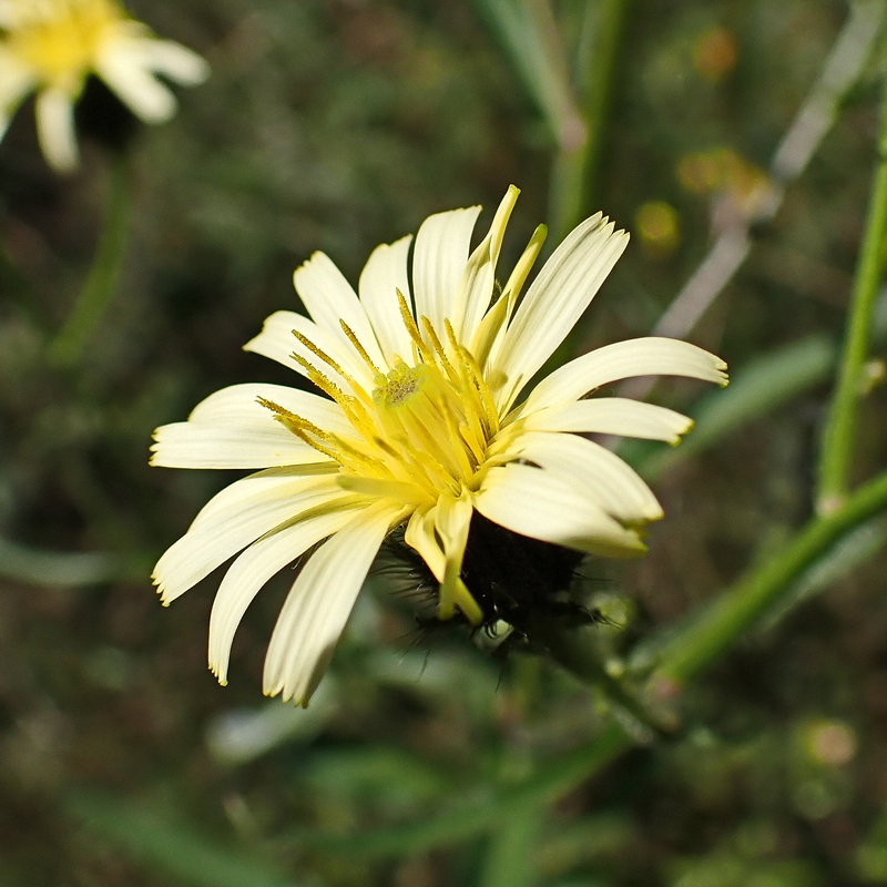 Image of Picris davurica specimen.