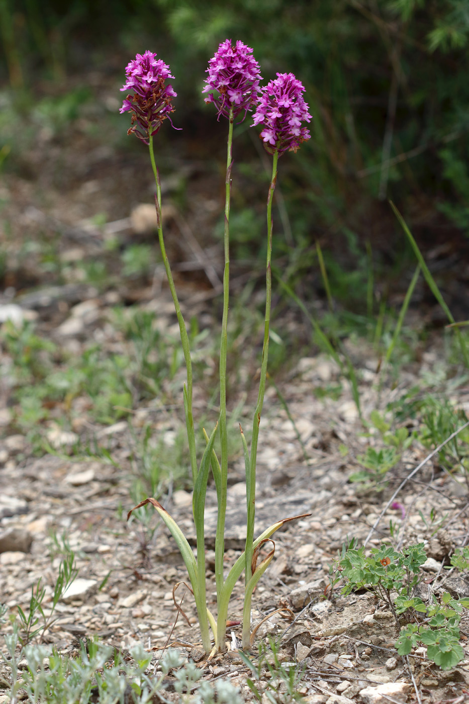 Image of Anacamptis pyramidalis specimen.