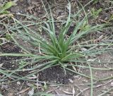 Kniphofia uvaria