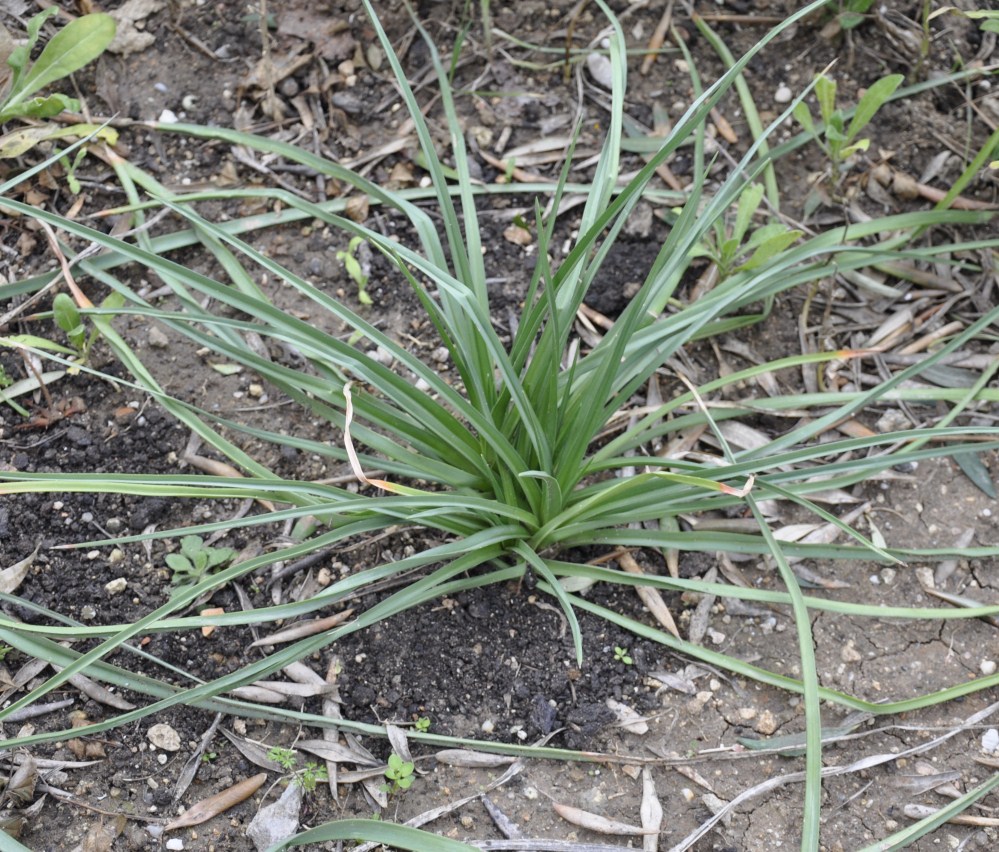 Изображение особи Kniphofia uvaria.