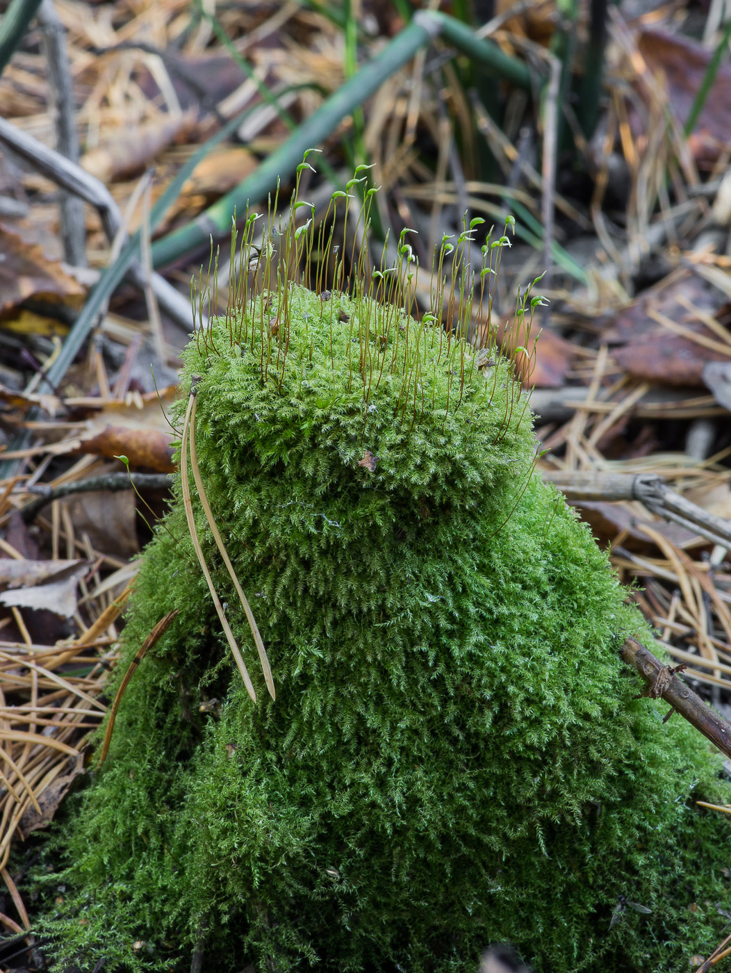 Image of familia Amblystegiaceae specimen.