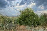Salix pentandra