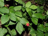 Duchesnea indica