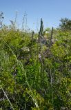 Oxytropis spicata