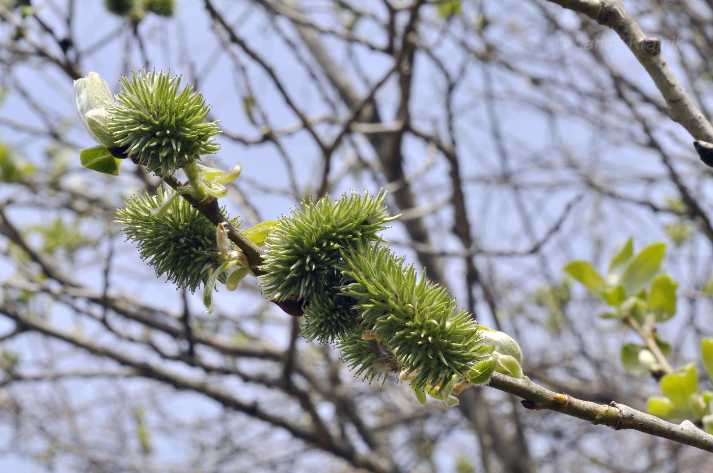 Image of Salix caprea specimen.