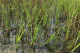 род Typha