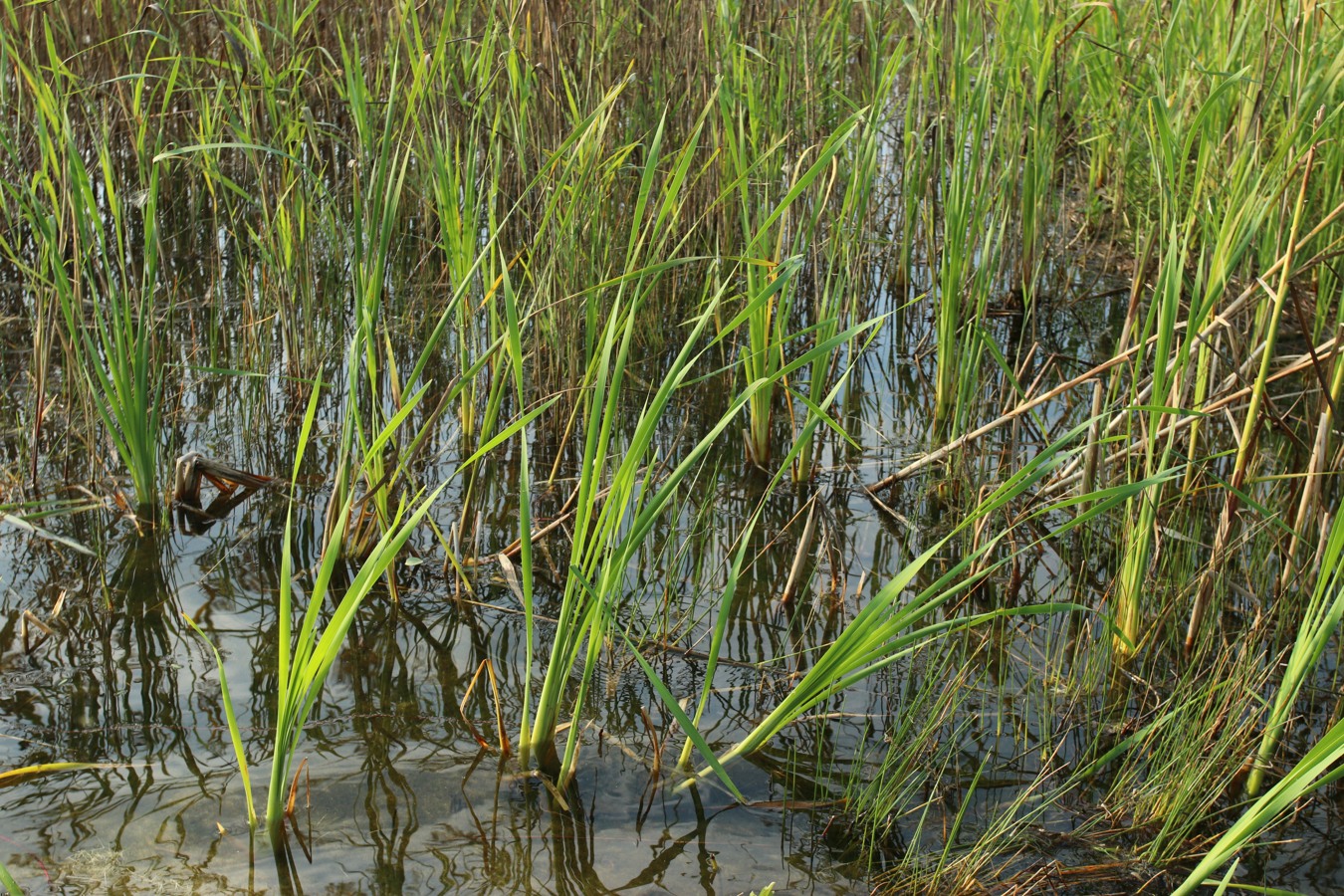 Image of genus Typha specimen.