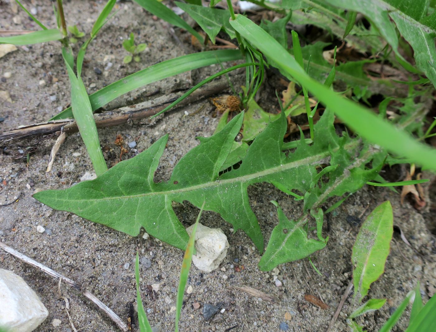 Image of Taraxacum officinale specimen.