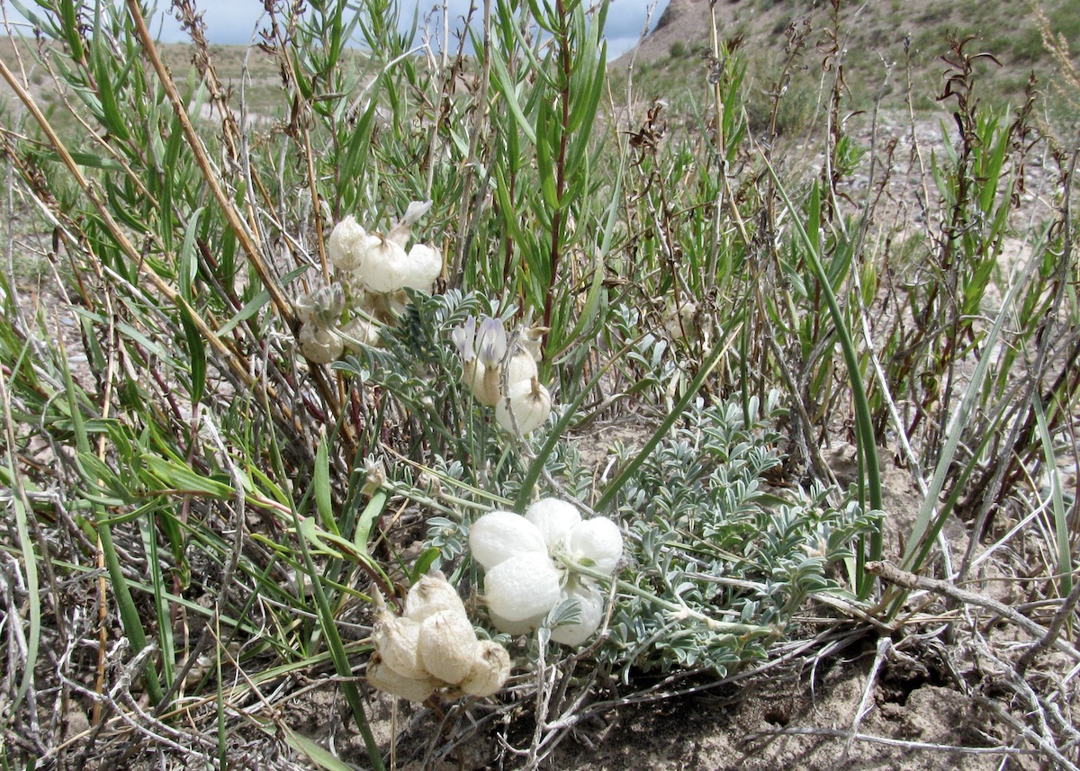 Image of Astragalus nivalis specimen.