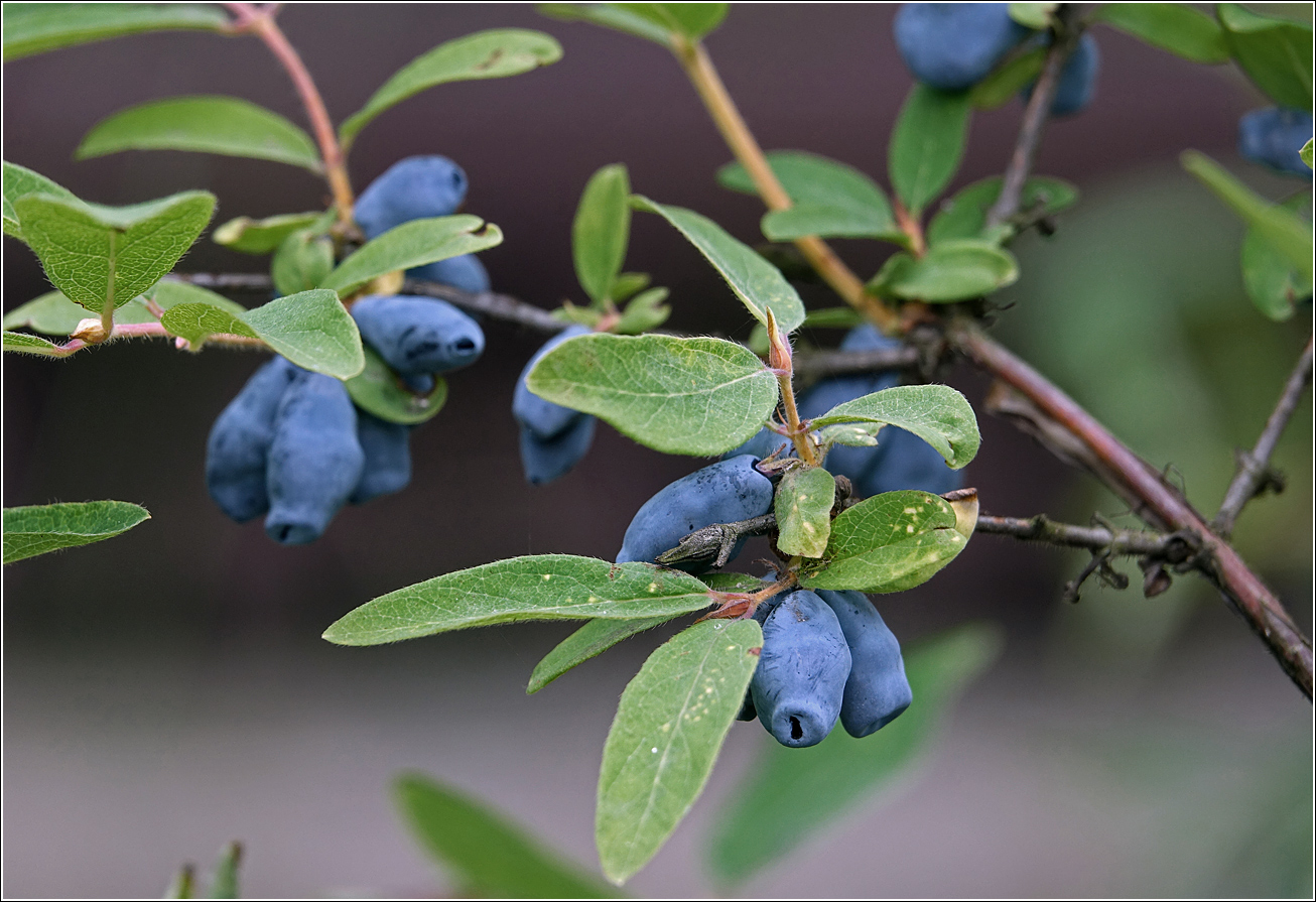 Image of Lonicera edulis specimen.
