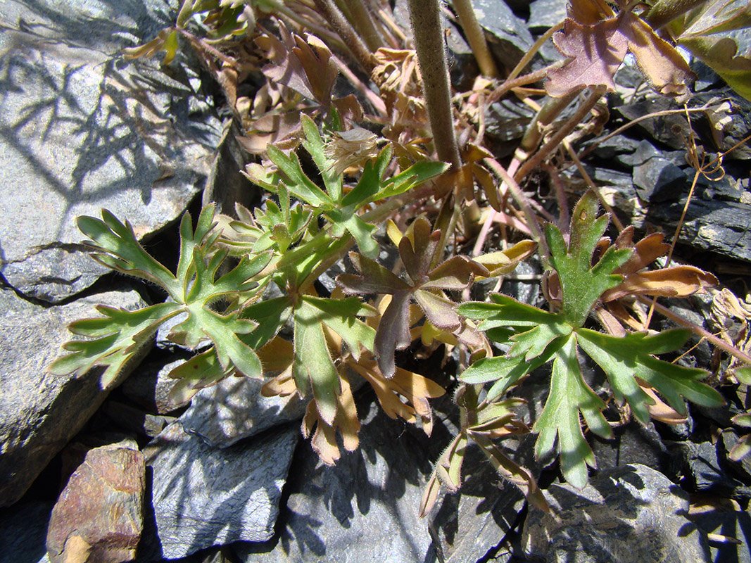 Image of Delphinium lipskyi specimen.