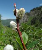 View full-size image Salix alatavica