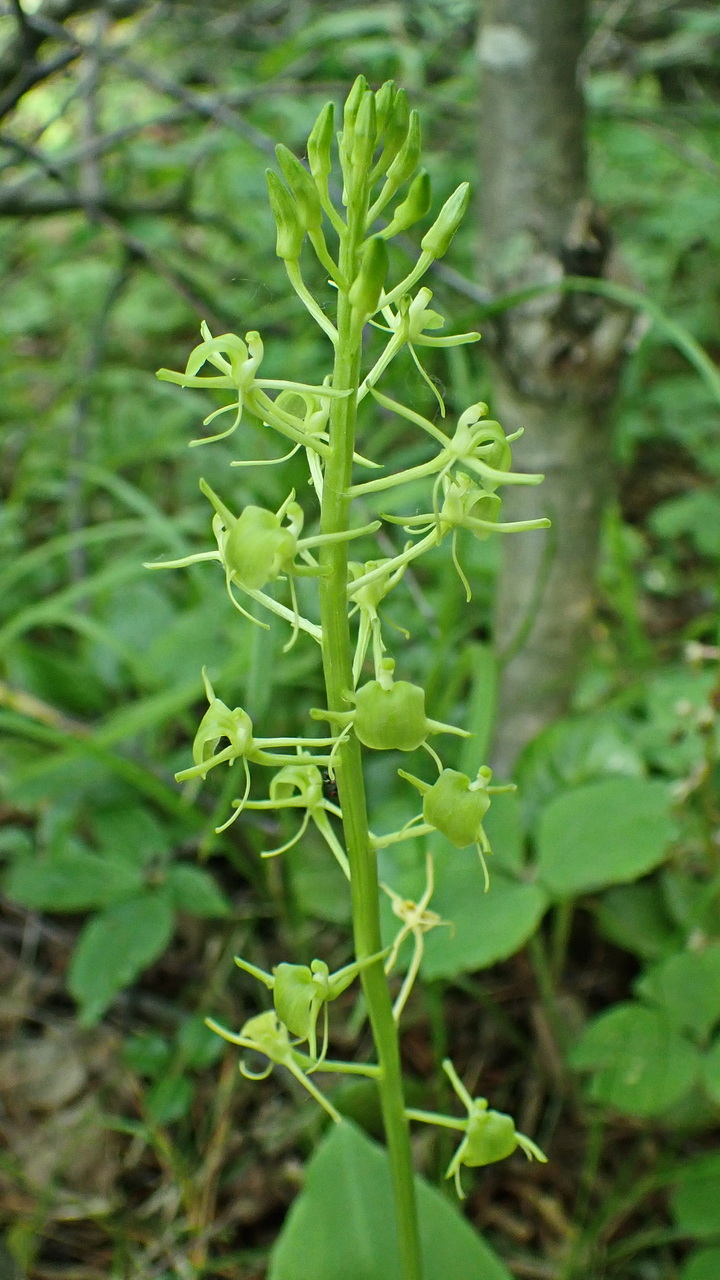 Изображение особи Liparis japonica.