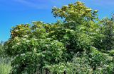 Sambucus nigra