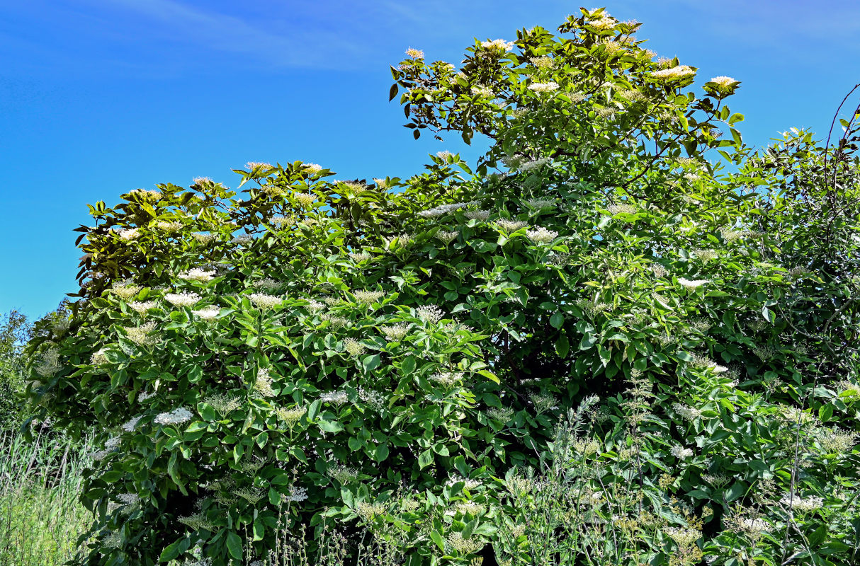 Image of Sambucus nigra specimen.