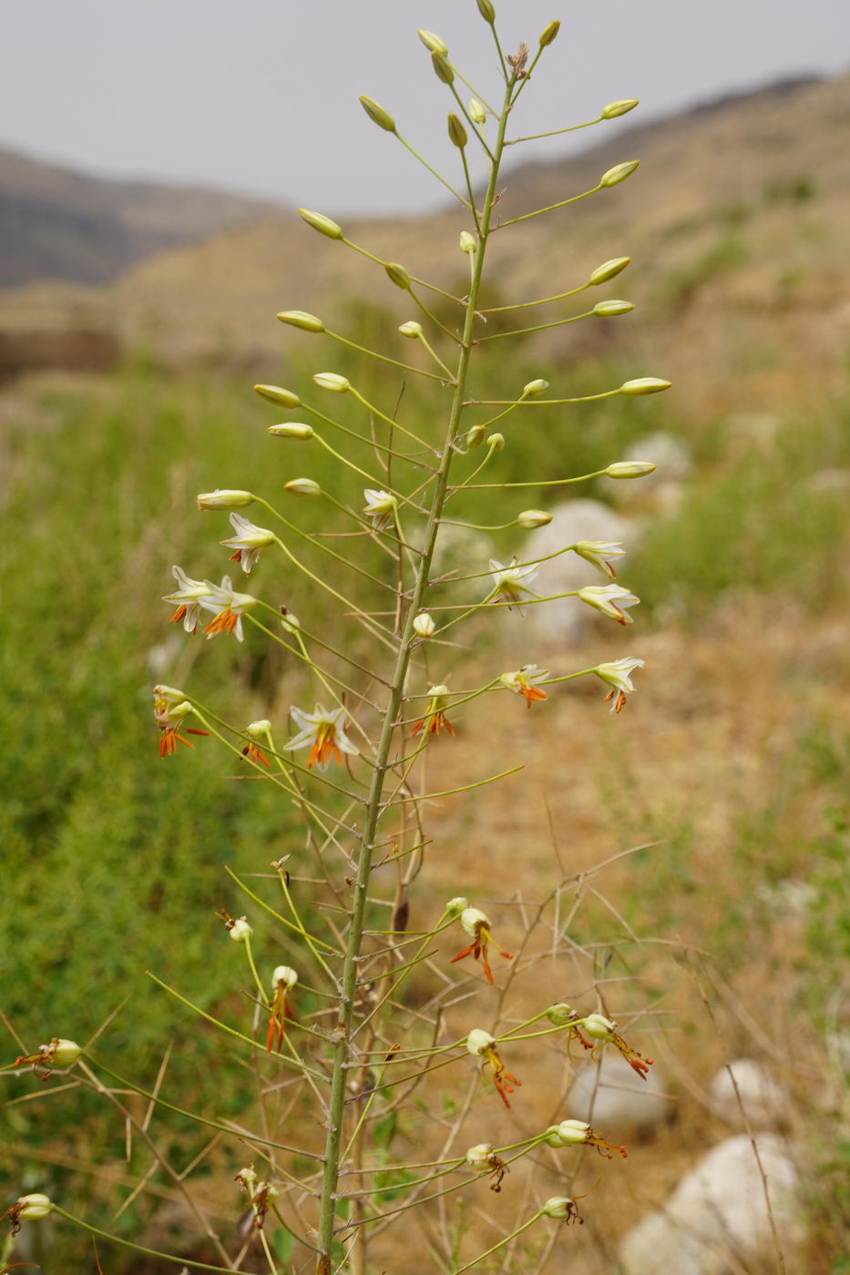 Image of Eremurus soogdianus specimen.