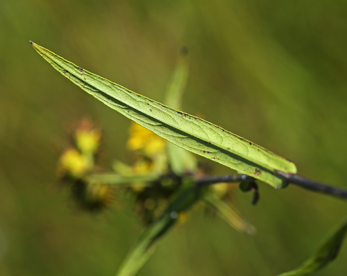 Image of Inula linariifolia specimen.