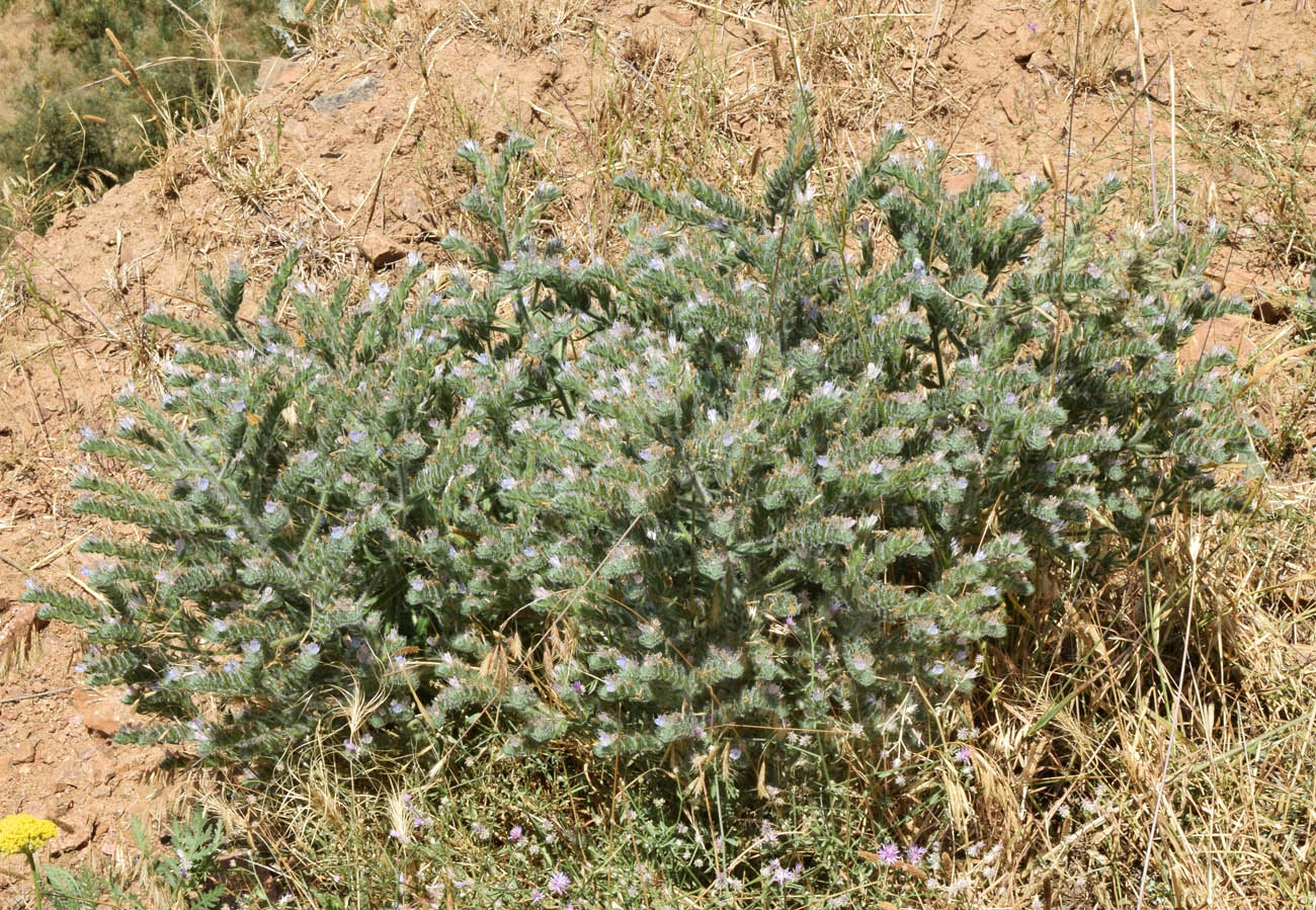 Изображение особи Echium biebersteinii.