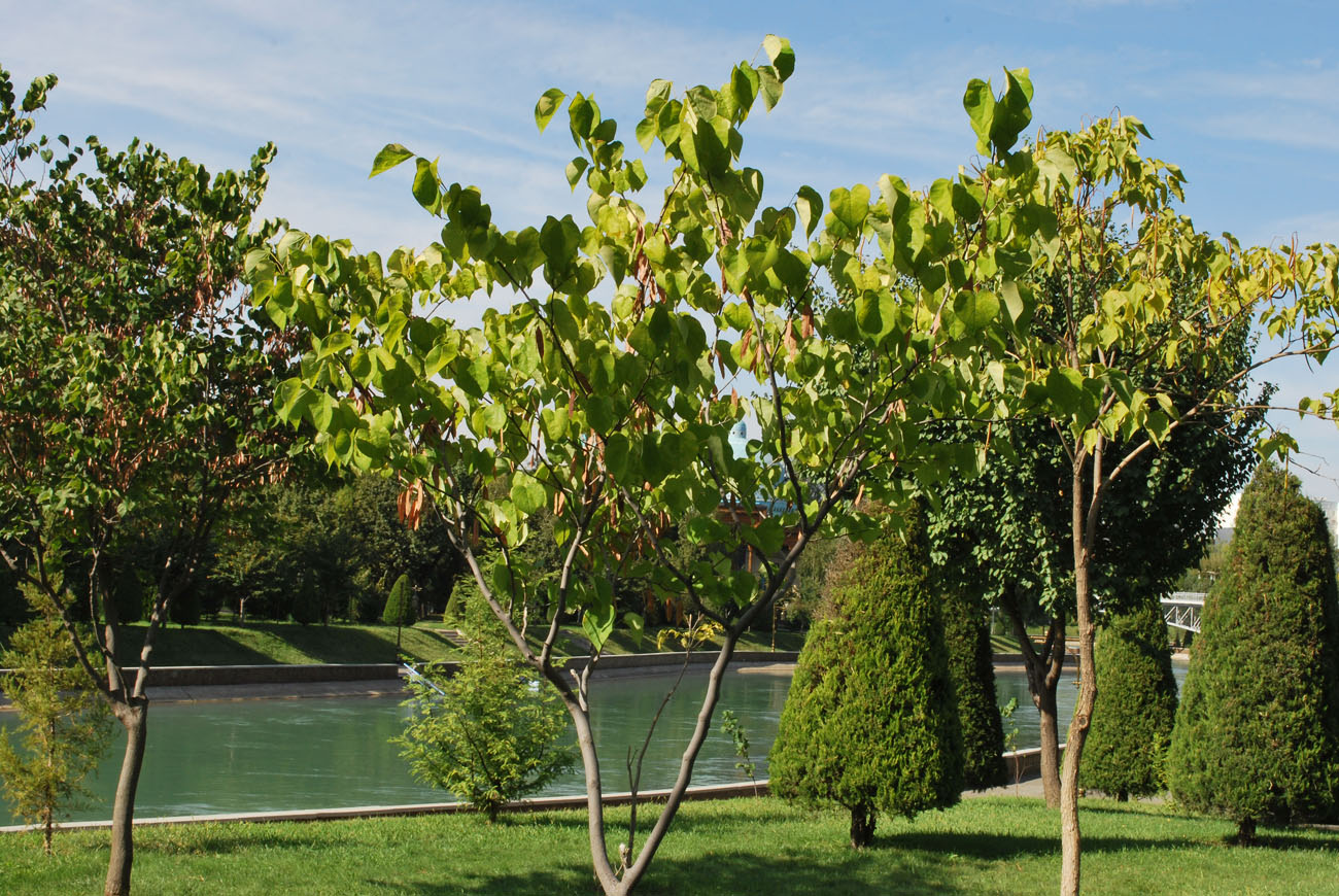 Изображение особи Cercis canadensis.