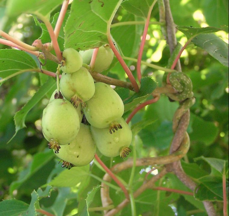 Image of Actinidia arguta specimen.