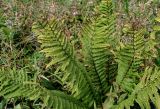 Dryopteris affinis. Вайи спороносящего растения. Португалия, Азорские о-ва, о-в Сан-Мигел, окр. оз. Лагоа-ду-Фогу, ≈ 1000 м н.у.м., луговой склон. 14.08.2025.