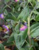 Nonea versicolor