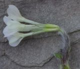 Trifolium subterraneum