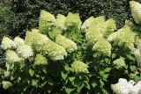 Hydrangea paniculata. Верхушка цветущего растения. Беларусь, г. Витебск, ул. Путна, двор дома №9, палисадник. 07.08.2025.