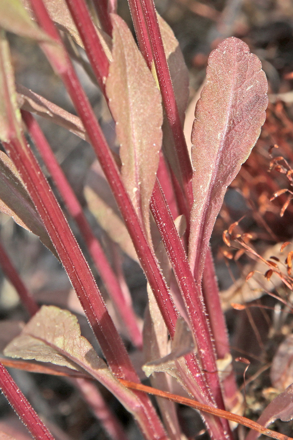 Image of Campanula patula specimen.