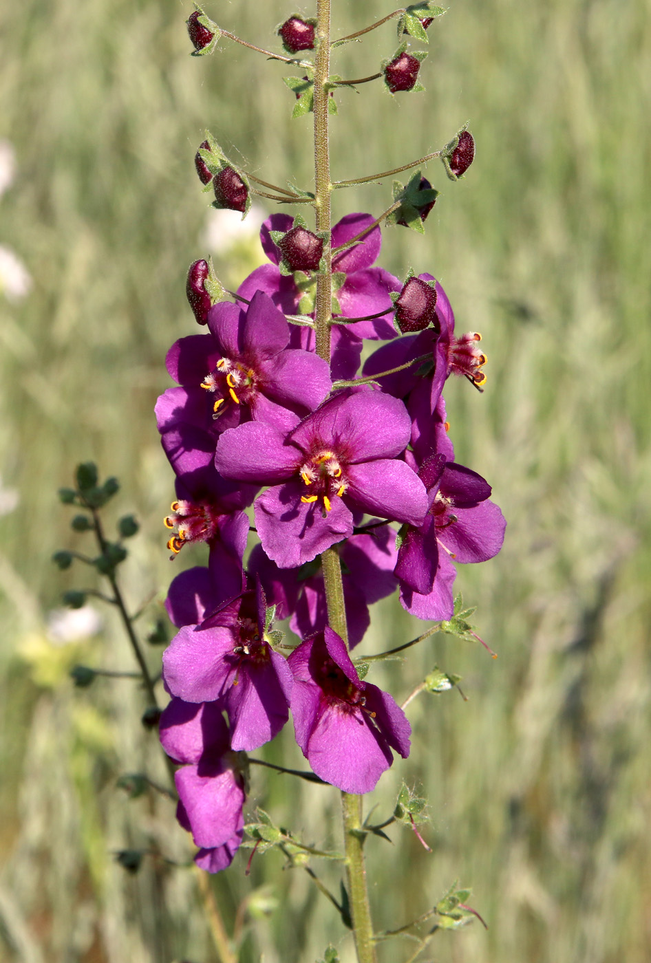 Image of Verbascum phoeniceum specimen.