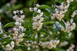 Deutzia scabra. Часть ветви с соцветиями. Калининградская обл., Правдинский р-н, г. Правдинск, в культуре. 02.07.2025.