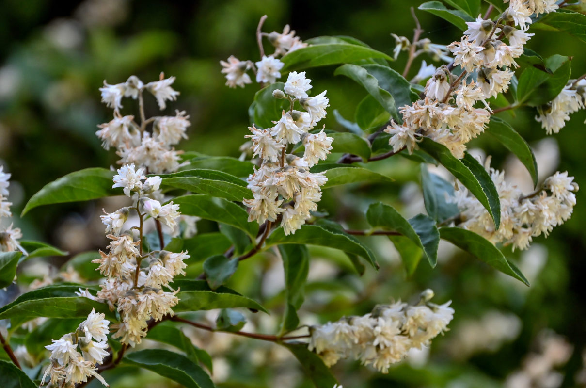 Изображение особи Deutzia scabra.