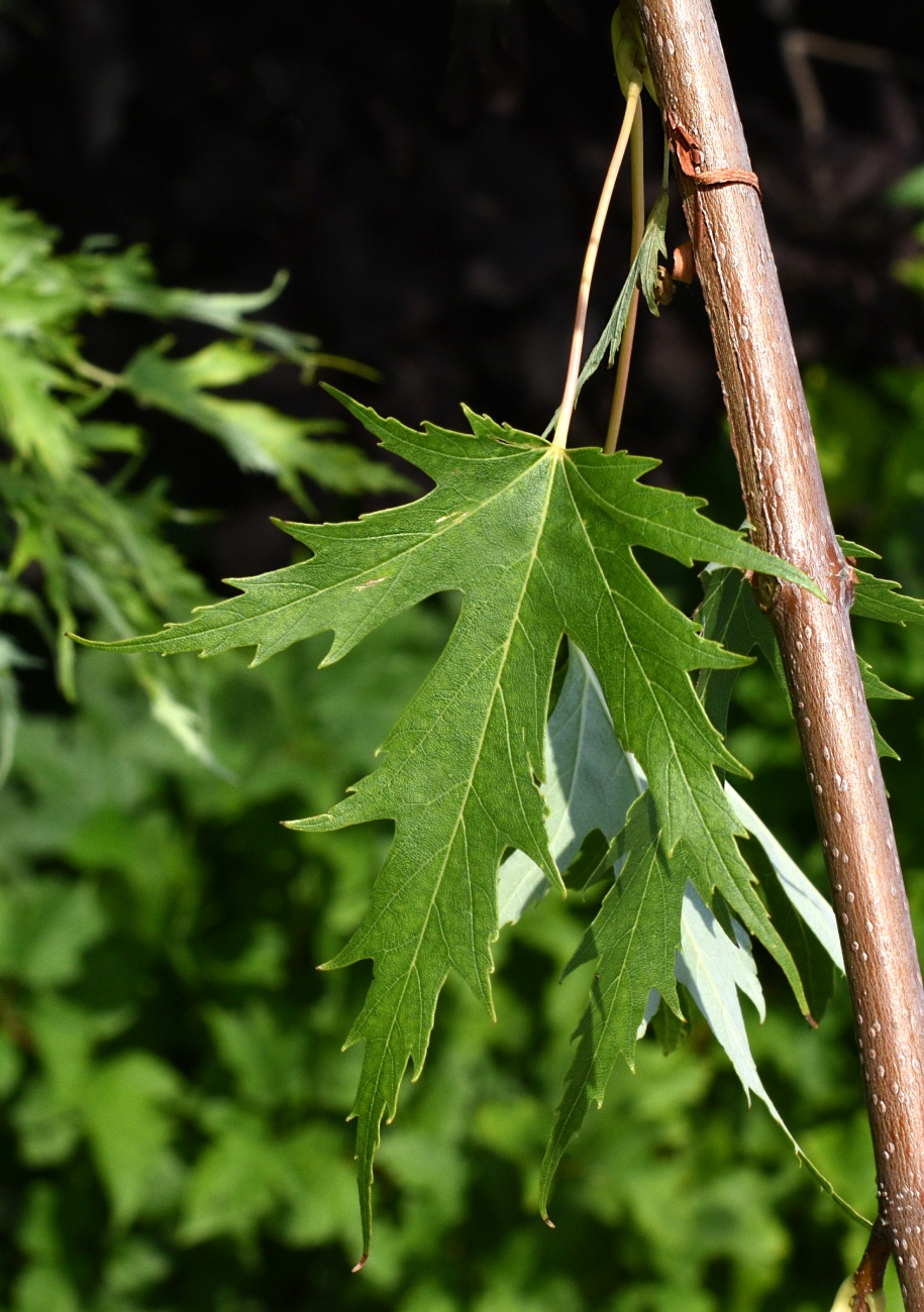 Изображение особи Acer saccharinum.