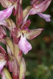 Anacamptis papilionacea подвид schirwanica. Цветок. Дагестан, Дербентский р-н, с/п Сабнова, природный парк \"Джалган\", гора Ачигсырт, выс. ок. 422 м н.у.м., мелкотравная лужайка. 23.04.2025.