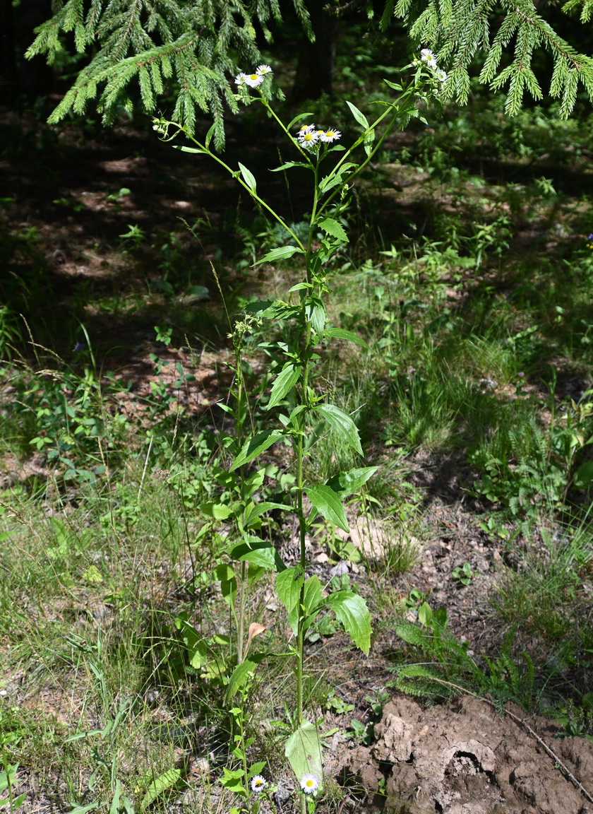Image of genus Erigeron specimen.