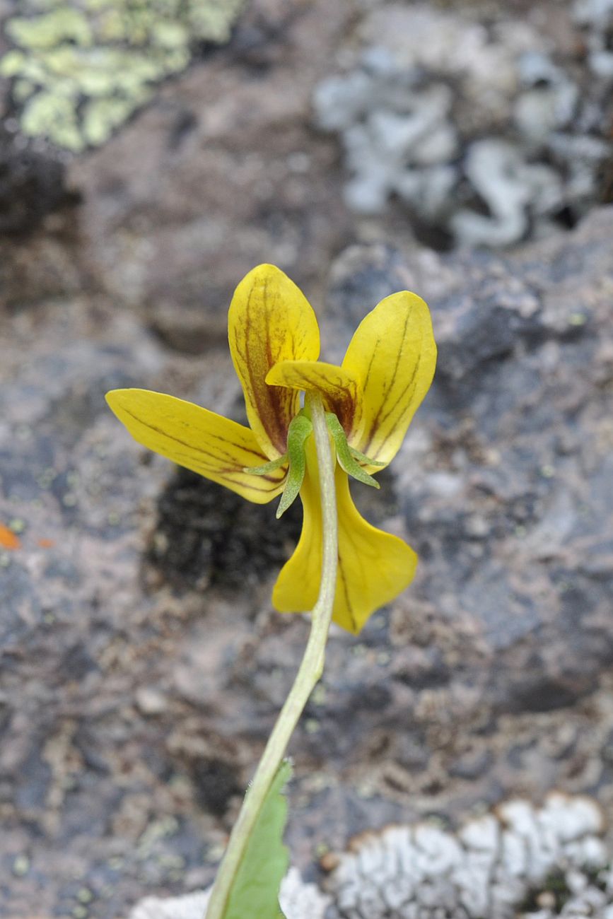 Изображение особи Viola caucasica.