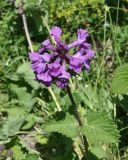 Betonica macrantha. Верхушка цветущего растения. Кабардино-Балкария, Эльбрусский р-н, левый берег р. Терскол в 300 м выше устья р. Сары-Кол, среди камней. 1 июля 2018 г.