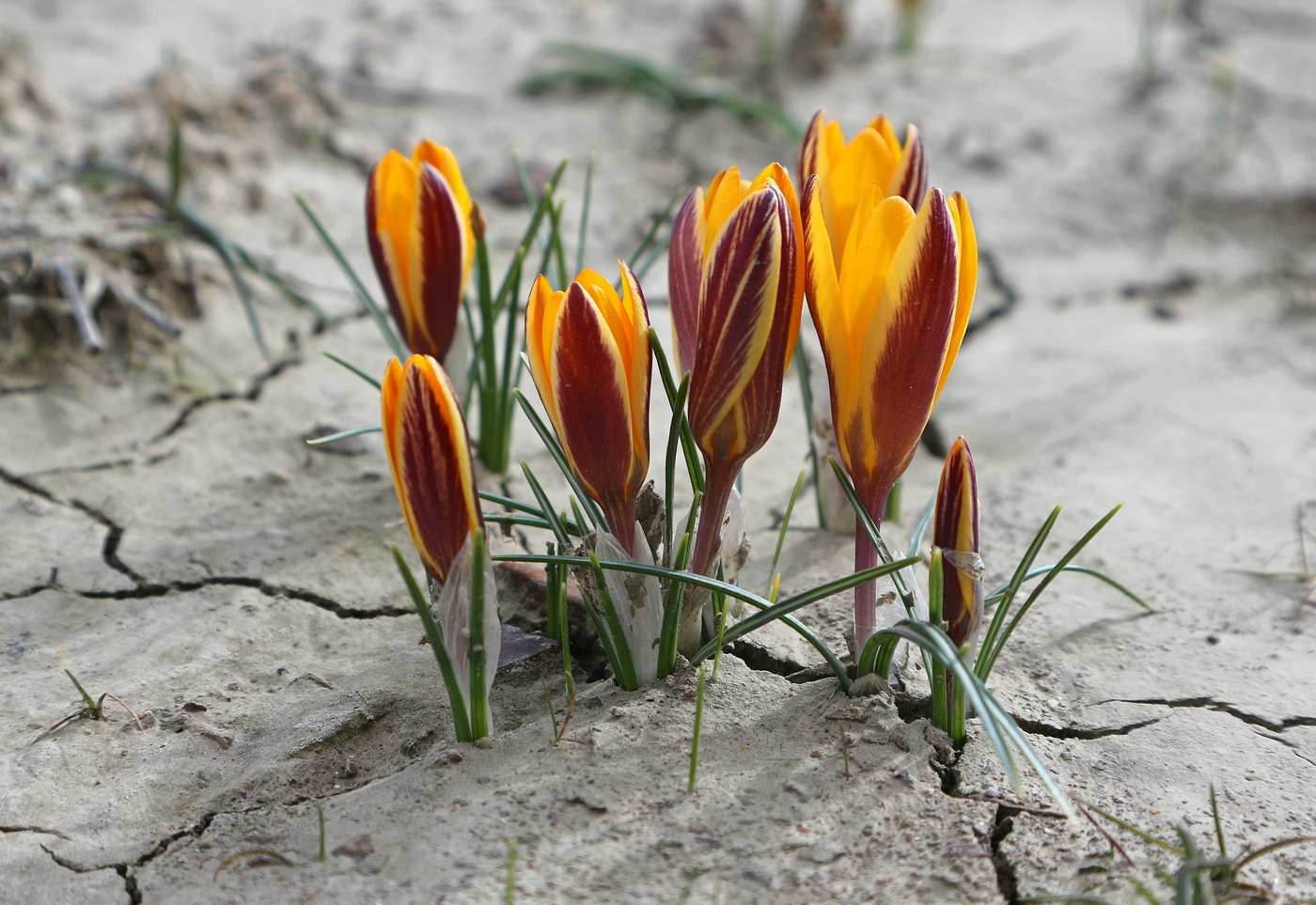 Изображение особи Crocus angustifolius.