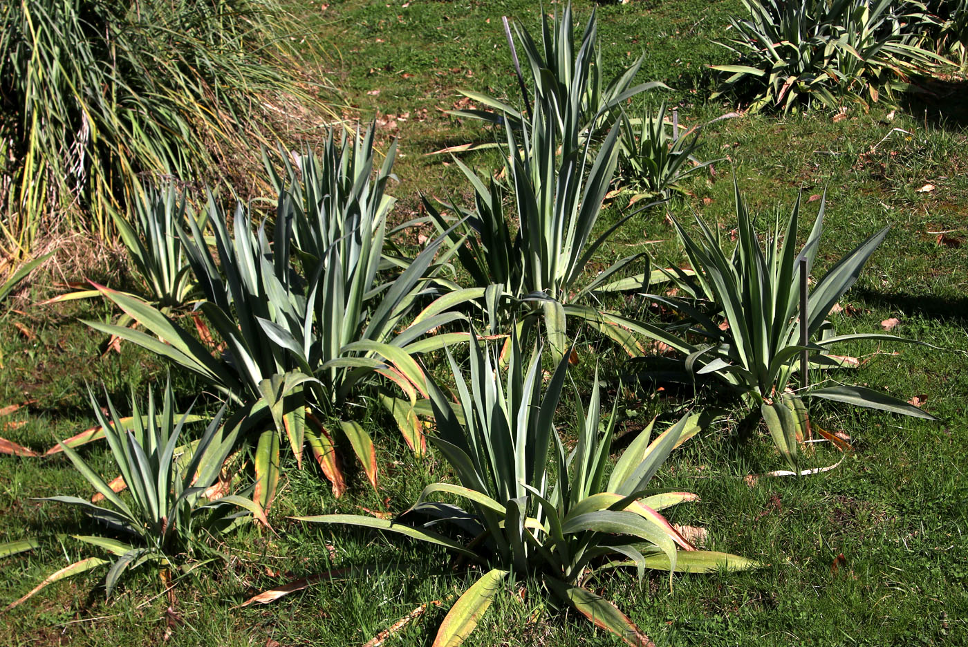 Изображение особи Beschorneria bracteata.