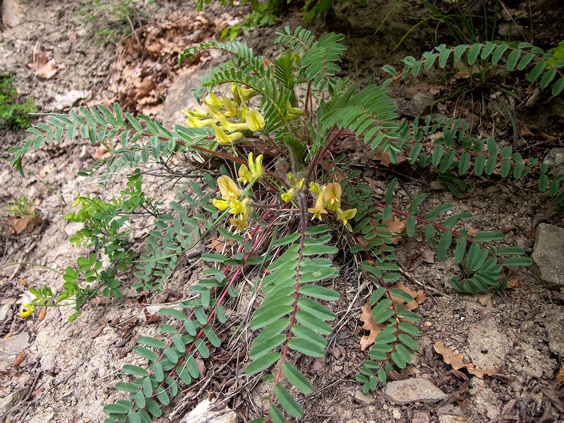 Image of Astragalus utriger specimen.